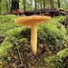 False Cesar’s Mushroom  by kvphoto