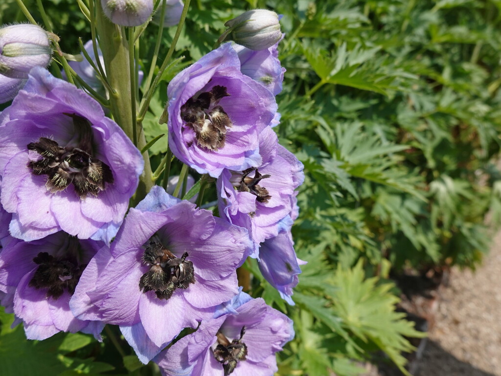 delphinium flowers and leaves by quietpurplehaze21