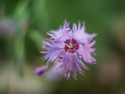 30th May 2025 - Carnation