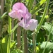 Sweet Pea by jeremyccc