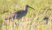 30th May 2025 - Curlew