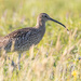 Curlew by lifeat60degrees