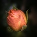 A Rose is a Rose by marylandgirl58