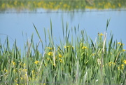 30th May 2025 - Wild Irises