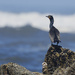 Double Crested Cormorant by jgpittenger