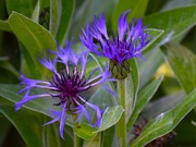 30th May 2025 - Mountain Bluet