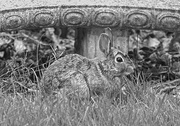 30th May 2025 - A Bunny and a Bench, in Black and White