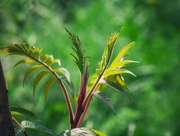 30th May 2025 - Sumac Sprigs