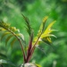 Sumac Sprigs by ljmanning