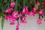 31st May 2025 - My Lovely Zygocactus Flowers ~