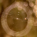 Giant Web With a Little Spider! by rickster549