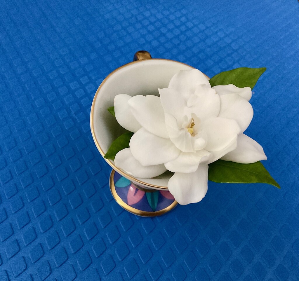 Guarding My Gardenia by allie912