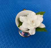 31st May 2025 - Guarding My Gardenia
