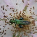 Beetle by dragey74