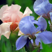 Iris by seattlite
