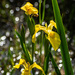Yellow flag by darchibald