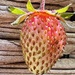 Strawberry by wakelys