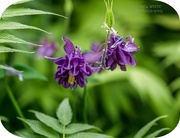 31st May 2025 - Aquilegia