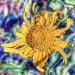 NoMowMay in Abstract (31) by rensala