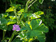 31st May 2025 - Malva sylvestris