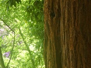 31st May 2025 - Rhododendron and Redwood