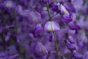 31st May 2025 - in a purple haze