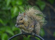 31st May 2025 - Soggy Squirrel