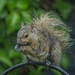 Soggy Squirrel by gardencat