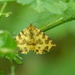 Speckled Yellow Moth