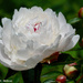 The First Peony by falcon11
