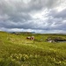 Hoyvík by mubbur