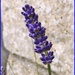 Lavender Blue. (Dilly, Dilly) by ladymagpie