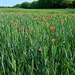 Field view by 365projectorgjoworboys