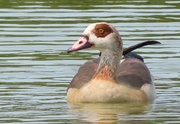 31st May 2025 - Egyptian Goose