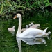 Swans with babies