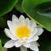Water lily