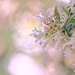 Beauty Bush and Bokeh by lynnz
