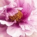 Ofujinishki Petals