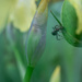 Iris Peony Ant by tosee