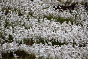 31st May 2025 - Bog Cotton