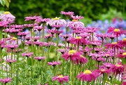 31st May 2025 - Sea of pink