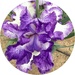 One more Iris by shutterbug49