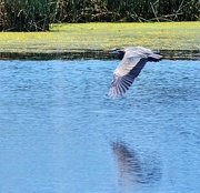 31st May 2025 - Heron In Flight
