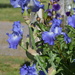 Blue Irises by bjywamer