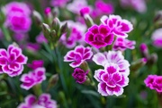 31st May 2025 - Pink Kisses