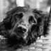 Contemplative  by gaillambert