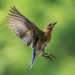 Short Hop by kvphoto