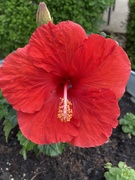 31st May 2025 - My hibiscus has started blooming.
