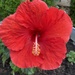 My hibiscus has started blooming. by illinilass