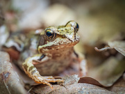 31st May 2025 - The grass frog